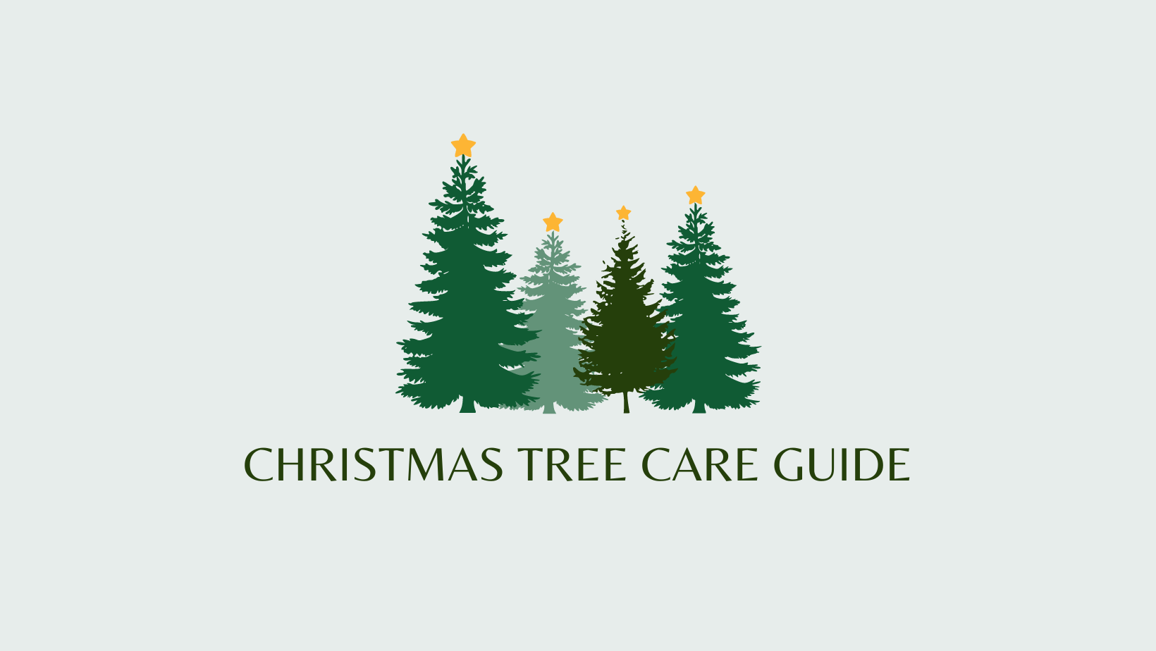christmas tree care guide